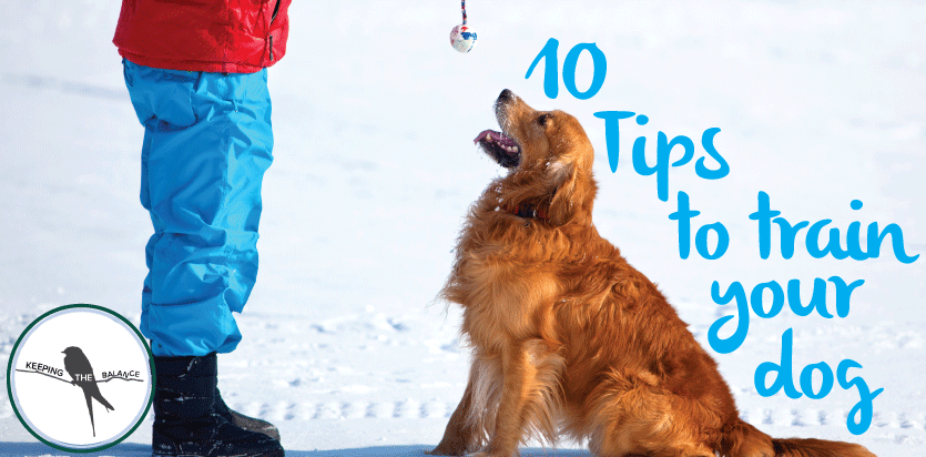 10 TIPS TO TRAIN YOUR DOG